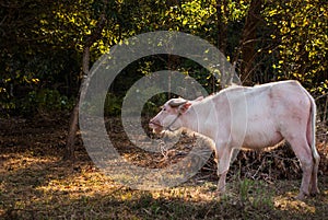 Albino buffalo (White Buffalo) graze on the meadow at sunset