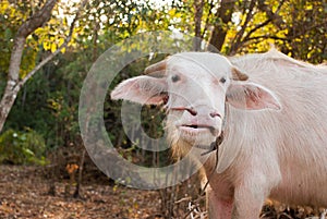 Albino buffalo (White Buffalo) graze on the meadow at sunset