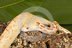 Albino bullsnake