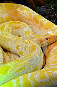 Albino burmese python