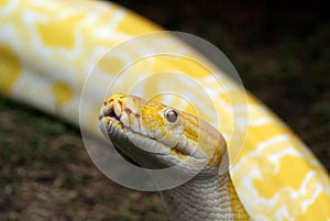 Albino Burmese Python