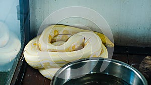 Albino Burmese Python Coiled Inside Glass Enclosure