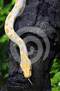 Albino Burmese Python Python molurus bivittatus