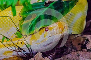 Albino Burmese Python