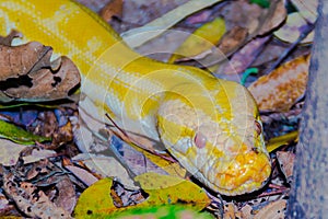 Albino Burmese Python