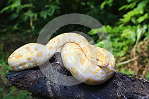 Albino Burmese Python Python molurus bivittatus