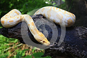 Albino Burmese Python Python molurus bivittatus