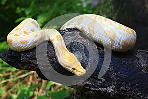 Albino Burmese Python Python molurus bivittatus