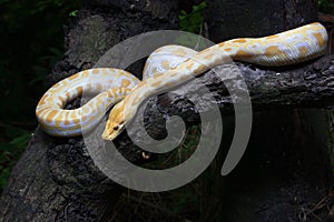 Albino Burmese Python Python molurus bivittatus