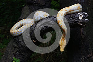 Albino Burmese Python Python molurus bivittatus
