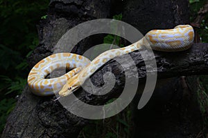 Albino Burmese Python Python molurus bivittatus