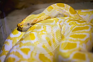Albino Burmese Python Python molurus bivittatus. Golden yellow snake lying on ground. Close-up, selective focus