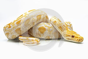 Albino Burmese Python Python molurus bivittatus photo
