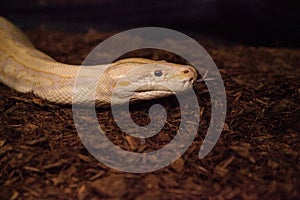 Albino Burmese python snake Python bivittatus