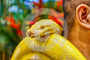 Albino burmese python wrapped around a male