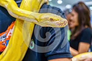 Albino burmese python wrapped around a male