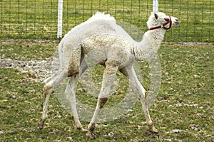 Albino camel baby walks in grass.