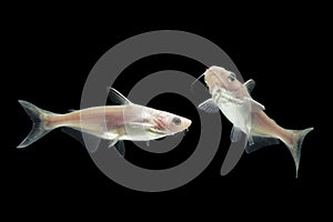 Albino Catfish -Pangasius hypophthalmus on black