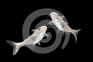 Albino Catfish -Pangasius hypophthalmus on black