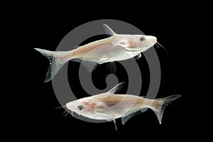 Albino Catfish -Pangasius hypophthalmus on black