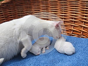 Albino cats photo