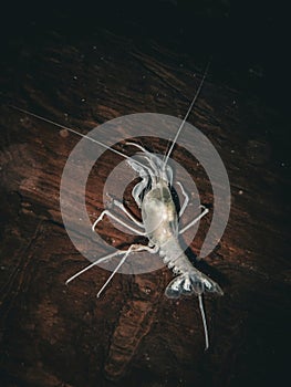 Albino cave-adapted crayfish crawls on a log in the clear waters of Troy Springs State Park, Florida