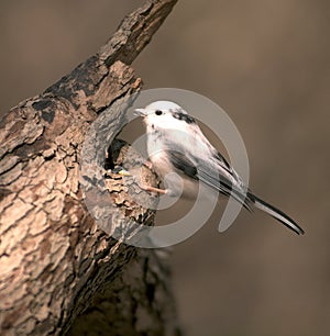 Albino Chickadee