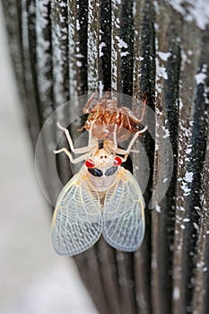 An Albino Cicada Emerges from its Shell
