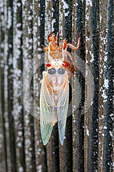 An Albino Cicada Emerges from its Shell photo