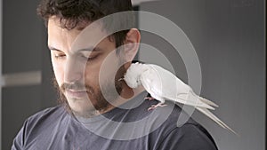 Albino cockatiel rubbing its head against its owner neck .