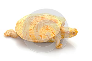 Albino Columbian Slider