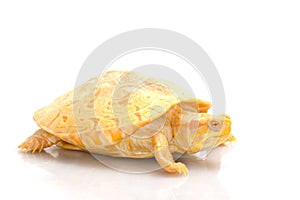 Albino Columbian Slider