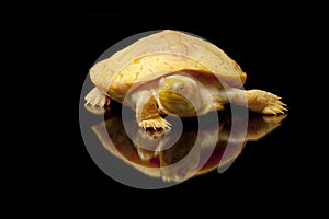 Albino Columbian Slider