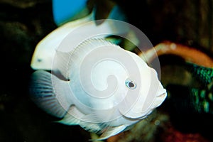 Albino Convict Cichlid in Aquarium photo