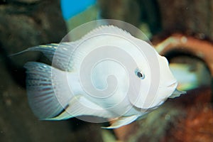 Albino Convict Cichlid in Aquarium