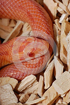 Albino Corn Snake photo