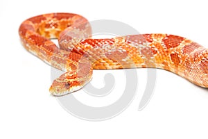 Albino corn snake