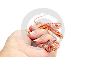 Albino corn snake