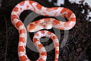 Albino Corn Snake Baby