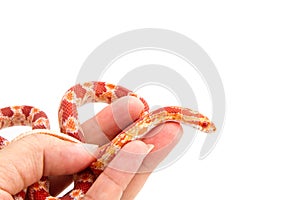 Albino corn snake in hand