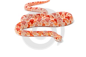 Albino corn snake (Red Rat Snakeon)