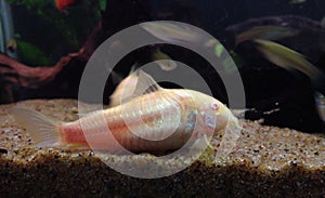Albino corydoras