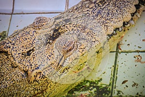 Albino crocodile is conceal low in the water. Alive golden crocodile in Thailand crocodile farm.