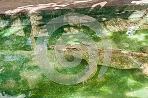 Albino Crocodile sleeping in water at zoo. Albino,Crocodile