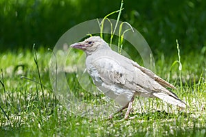 Albino crow in the park