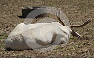 Albino deer