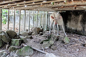 Albino deer