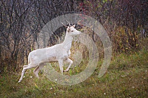 Albino deer goat wild animal with albinism in the wild