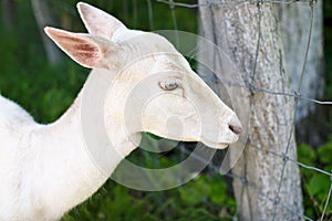 Albino deer portrait in the forest