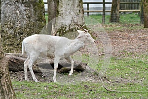 albino deer on a ranch into a natural park